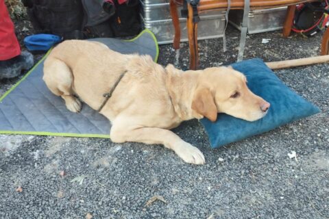 Trafi pihen Antakyában