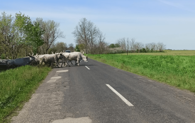 szürkemarha hajtás az úton keresztül