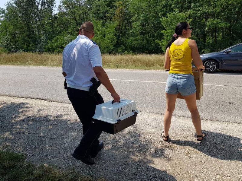 Ismét kartondobozban találtak kiscicákat az út mentén, dobozban. A rendőrség egy állatvédő szervezet gondozására bízta őket.