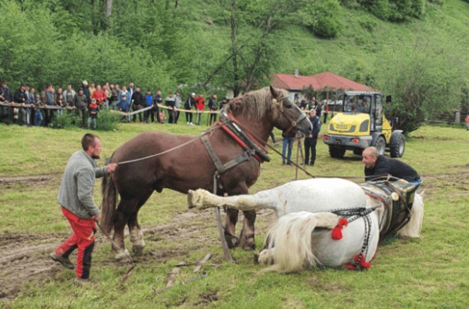 Belepusztult a rönkhúzó versenybe egy ló Romániában - Magyar Állatvédelem
