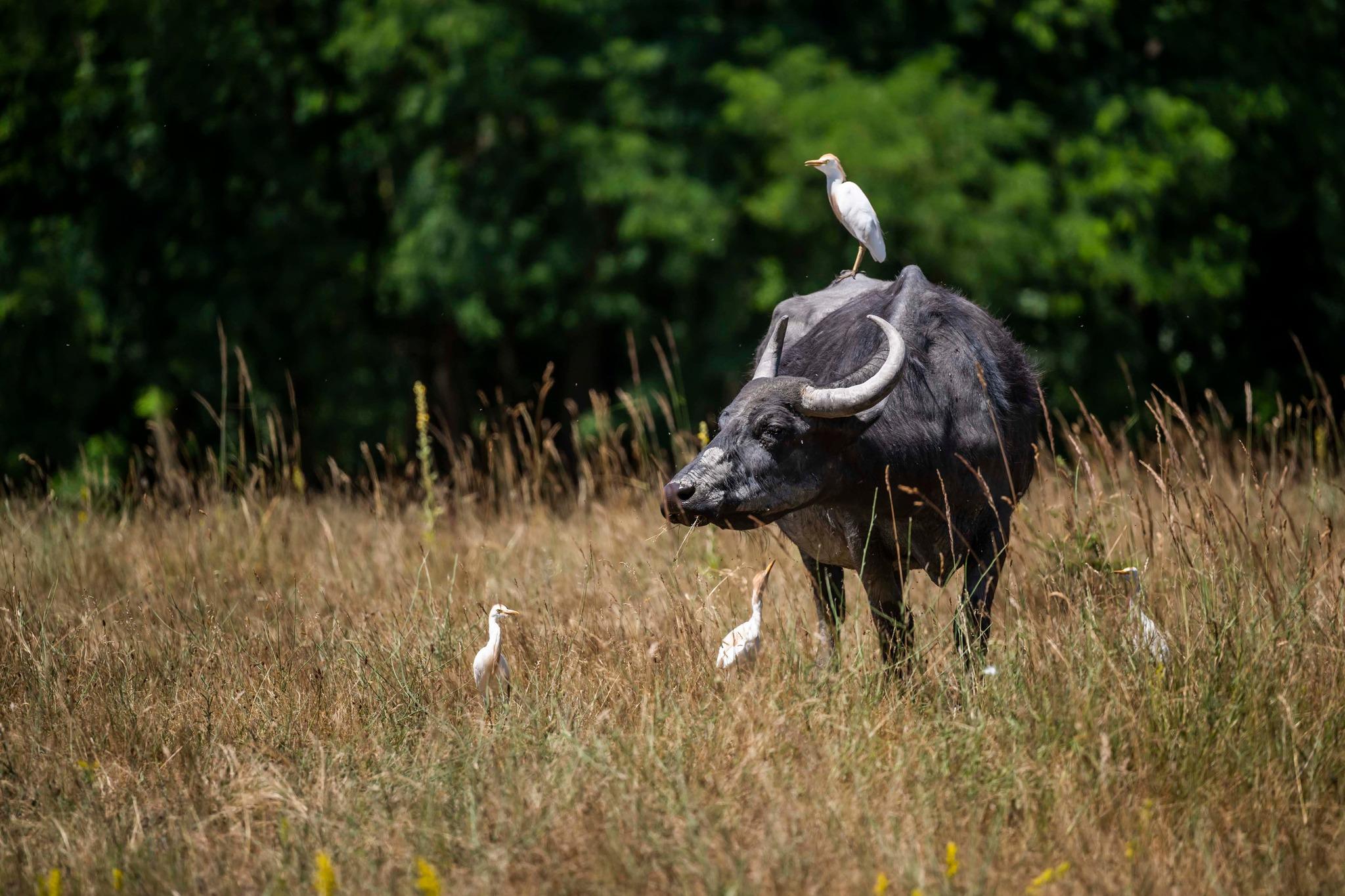 Kihal s Helyett j let Bivalyok Ezrei rt Indult Term szetv delmi 